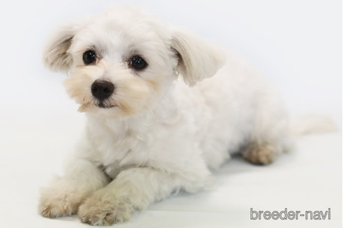 成約済の神奈川県のマルチーズ-318605の1枚目